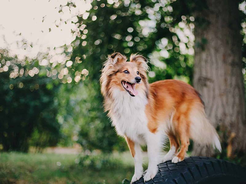 Shetland Sheep Dog Information | Hunting dogs 